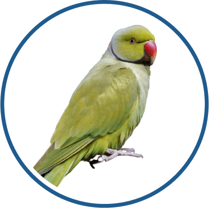 Indian Ringneck