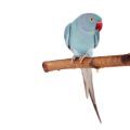 Accessories for Indian Ringneck