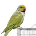 Cages for Indian Ringneck Parakeets