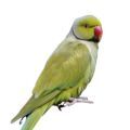 Indian Ringneck Parakeet Supplies