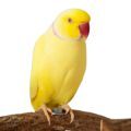 Indian Ringneck Parakeet Stands