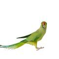 Indian Ringneck Parakeet Treats