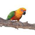 Jenday Conure Accessories