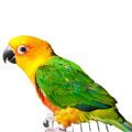 Jenday Conure Cages