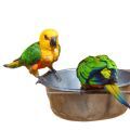 Jenday Conure Food