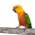 Jenday Conure Stands
