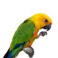 Jenday Conure Supplements