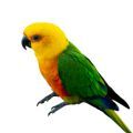 Jenday Conure Supplies