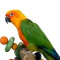 Jenday Conure Toys