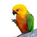 Jenday Conure Treats