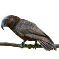 Kaka Parrot Accessories