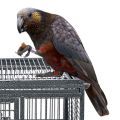 Kaka Parrot Cages
