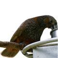Kaka Parrot Food