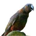 Kaka Parrot Stands