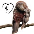 Kaka Parrot Supplements