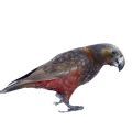 Kākā Parrot Supplies