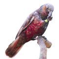 Kaka Parrot Treats