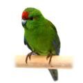 Kakariki Accessories