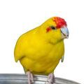 Kakariki Food