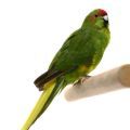 Kakariki Stands