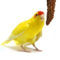 Kakariki Treats