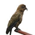 Kea Parrot Accessories