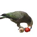 Kea Parrot Food
