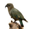 Kea Parrot Stands