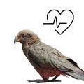Kea Parrot Supplements