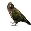 Kea Parrot Supplies