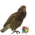 Kea Parrot Toys