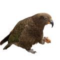 Kea Parrot Treats