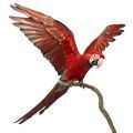 Large Macaw Accessories