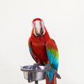 Food for Large Macaws