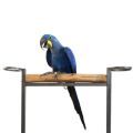 Stands for Large Macaws