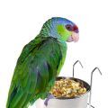 Lilac Crowned Amazon Food