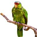 Lilac Crowned Amazon Stands
