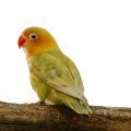 Lilian's Lovebird Accessories