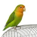 Lilian's Lovebird Cages