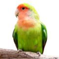 Lilian's Lovebird Stands