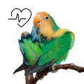 Lilian's Lovebird Supplements