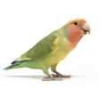 Lilian's Lovebird Supplies