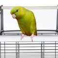 Lineolated Parakeet Parrot Cages