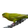 Lineolated Parakeet Parrot Supplements