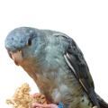 Lineolated Parakeet Parrot Treats