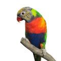 Accessories for Lorikeets