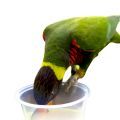Food for Lorikeets