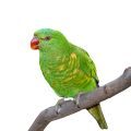 Stands for Lorikeets