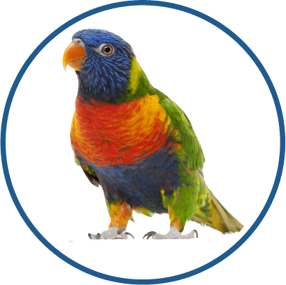 Lorikeet