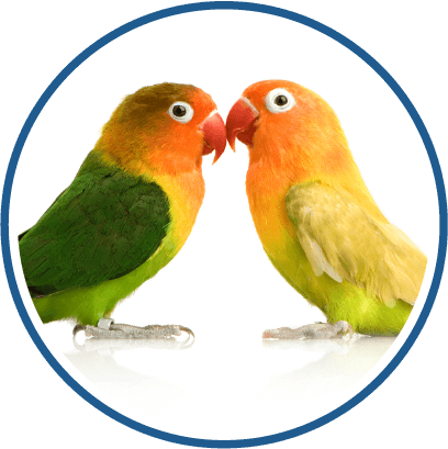 Lovebird